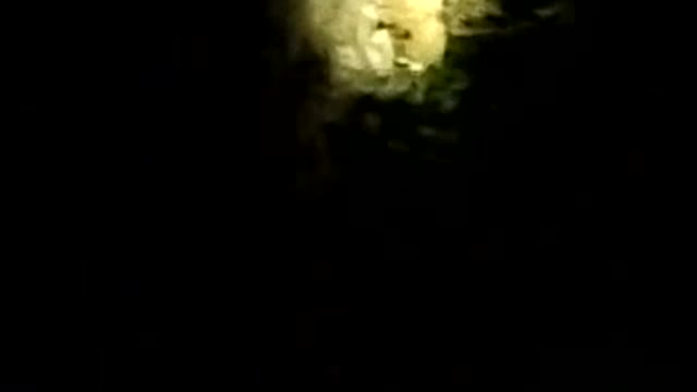 Live Lions..