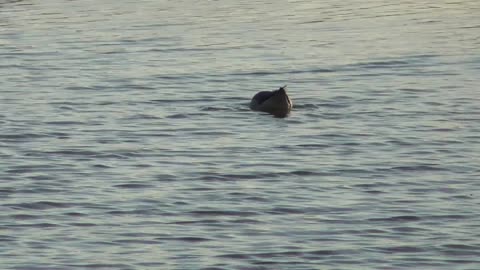 480 Greater Yellowlegs