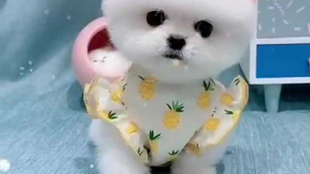 Cute Dog