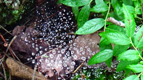 Cobweb