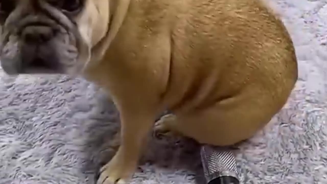 Funny Animal Videos 2022 || funny dogs || funny cats
