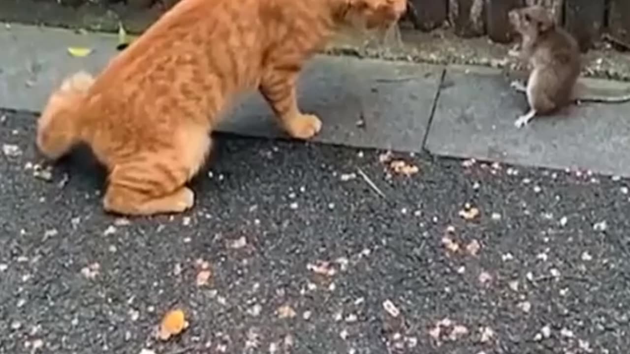 Cat funny video🤣