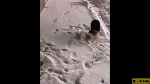 Dogs and Cats Very Funny Videos