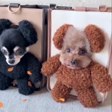 Hilarious Dog Moments That Will Make You Laugh Out Loud