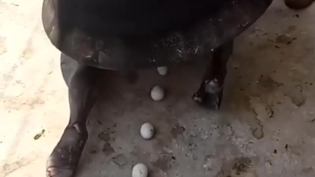 Never Seen Turtle