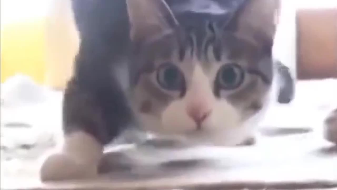 Funny Animals.cute cats dance funny video 2023.shorts#rumbleshorts#viral