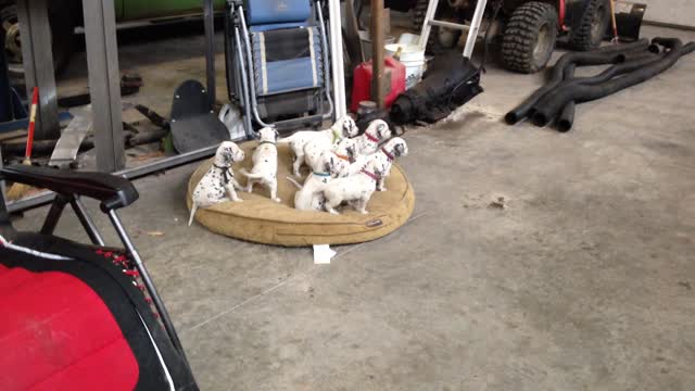 Attentive puppies watch mom and dad play