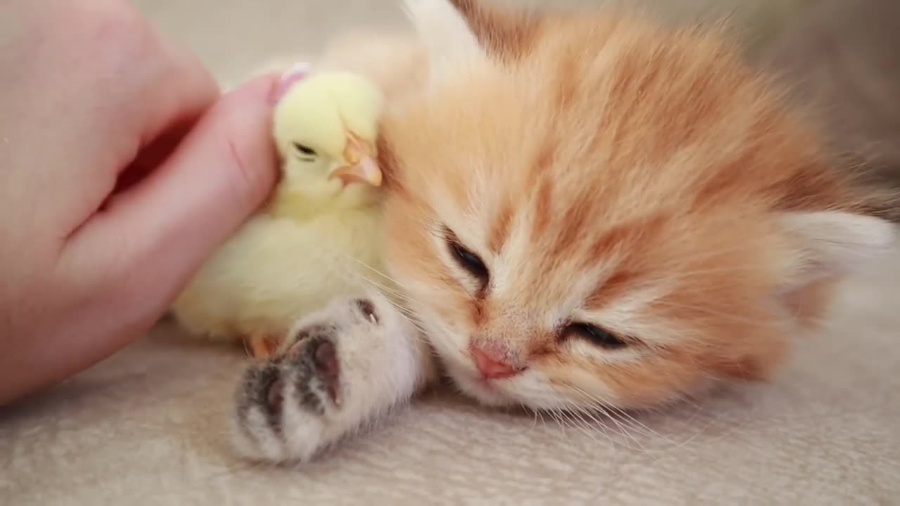 Fluffy orange meets with the yolk 🐥