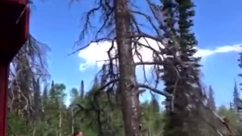 Tree hit back