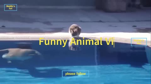 Funniest Cats And Dogs Video 😺😍