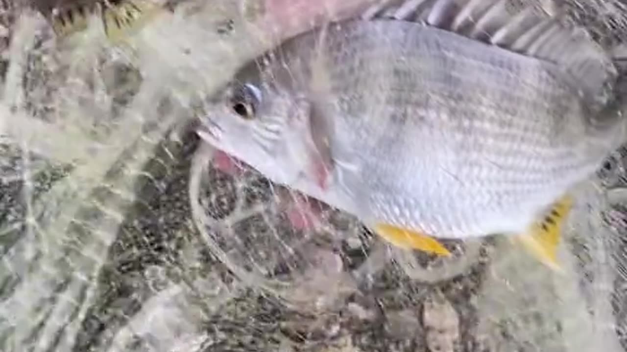 How to Catch Fish from Net