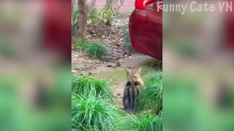 Funny Animals 😂 episode 5