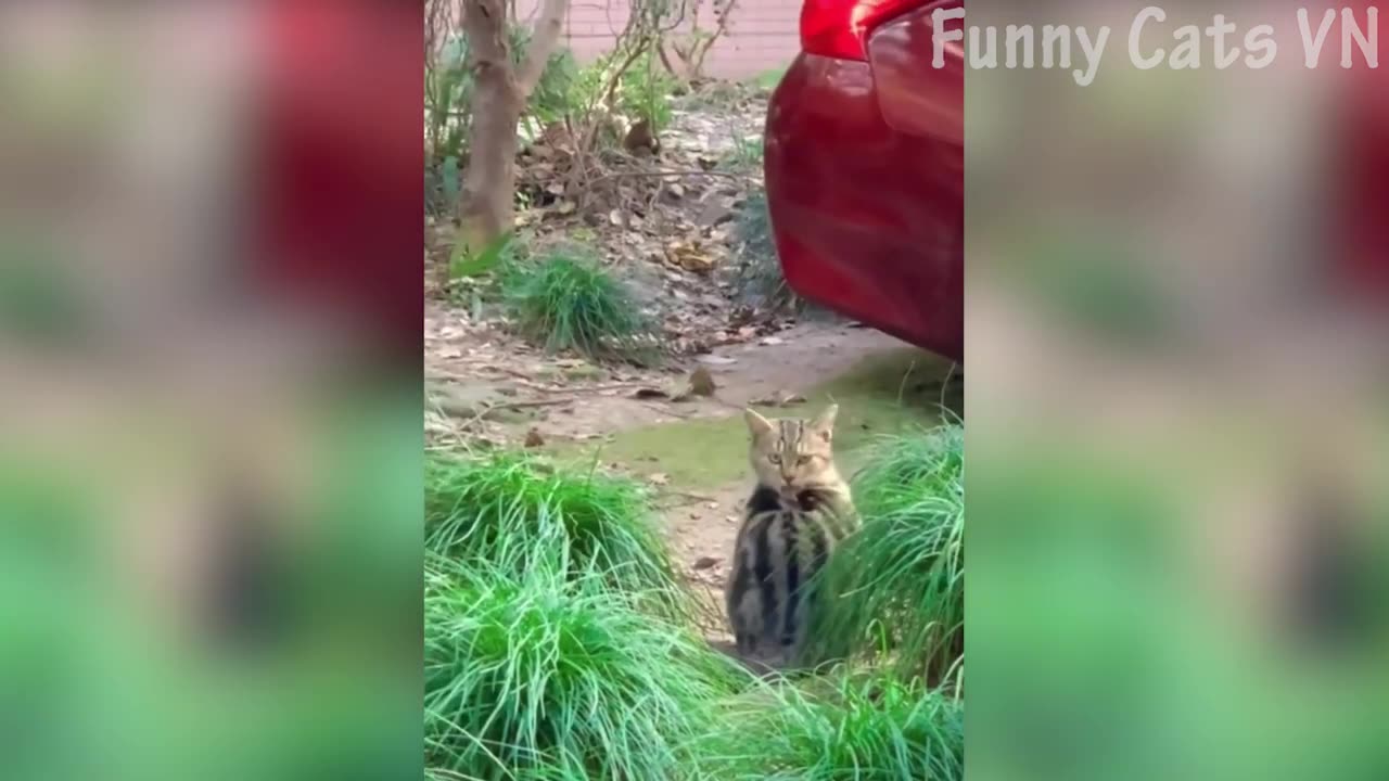 Funny Animals 😂 episode 5