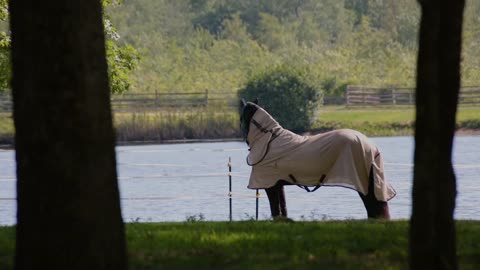 Horse wearing saddle blanket in tranquil farm with pond during summer