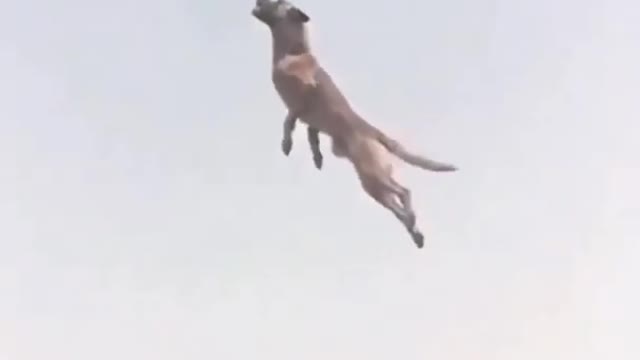 Dog highly jump video