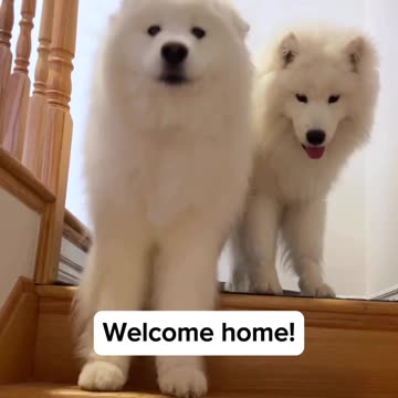 The wolf gang been waiting what do you do first 🥰 |Funny animal videos| try not to laugh