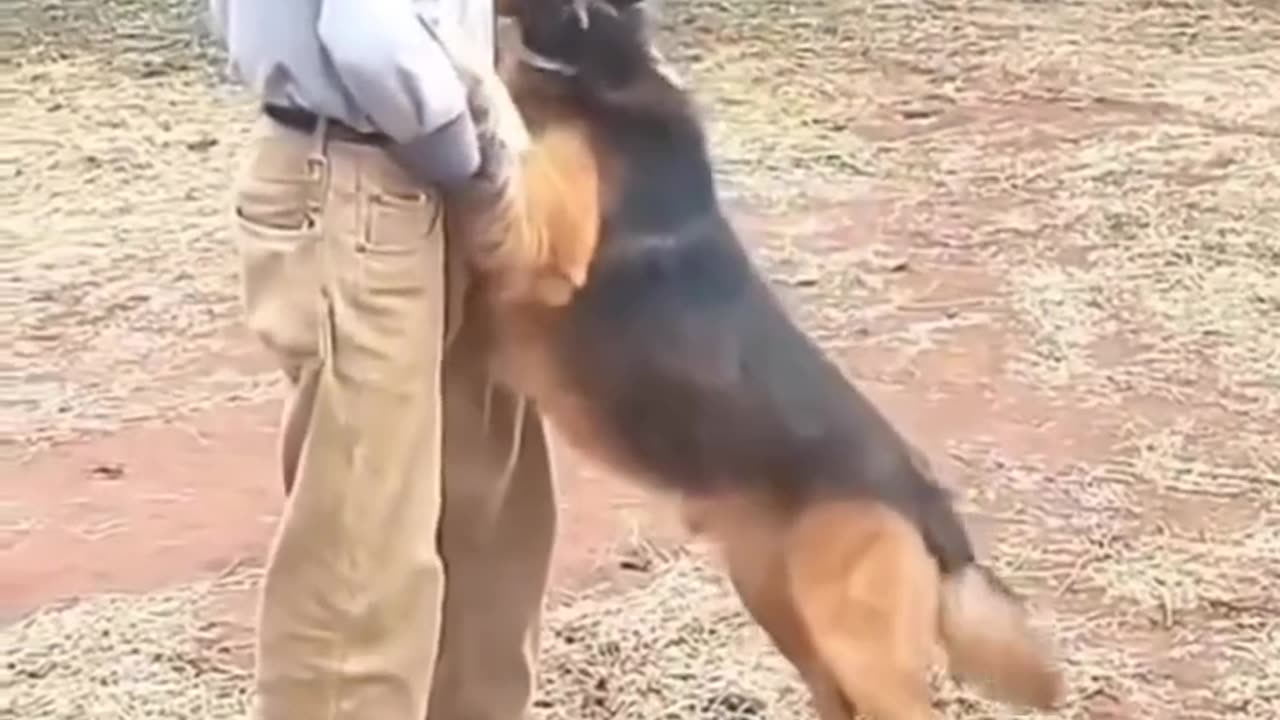 Dog reunites with his owner