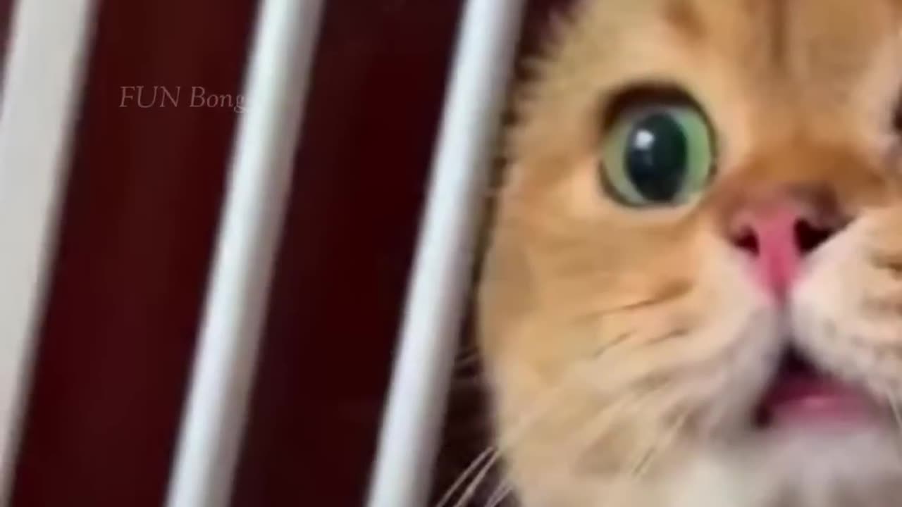 Funny animal