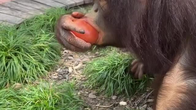 orangutans