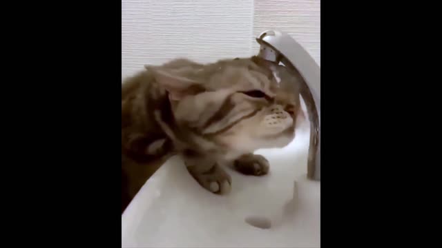 Cat drinks water