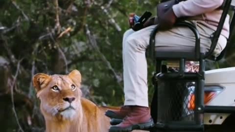 Lion King