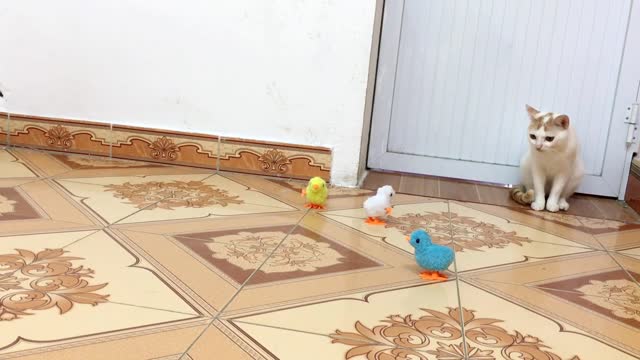 My cats vs Three baby chicken