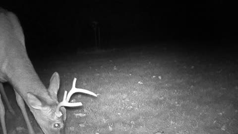 Where are the Apples?