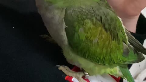 Parrot Gets Cranky and Barks like a Dog