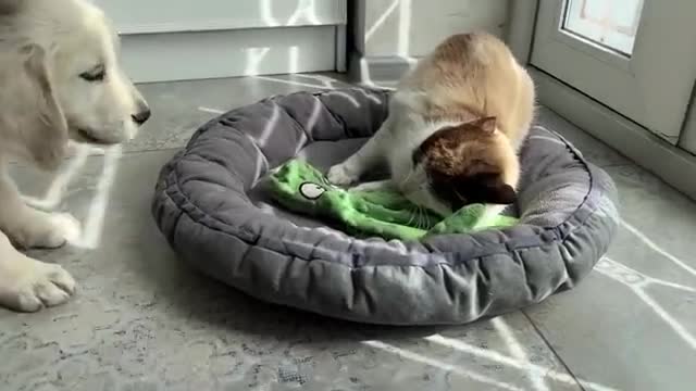 What does a Golden Retriever Puppy do when a Cat Occupied her Bed