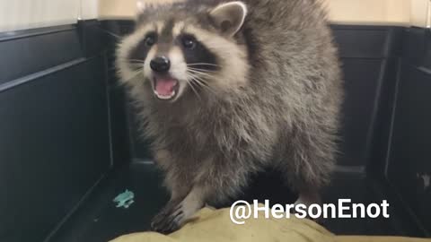 ◾It's snack time for the Raccoon!