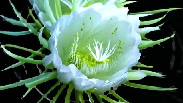 Congratulations, brush here. When you see the epiphyllum blooming, you will be lucky for a whole