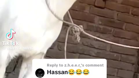 Funny vedio of Hasan name