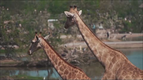 Giraffes have long necks