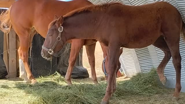 Rio and Aiko