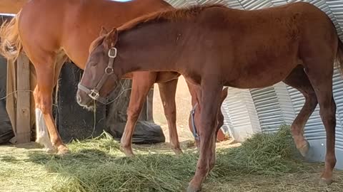 Rio and Aiko