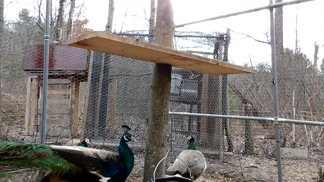 Flock it Farm: Farm update