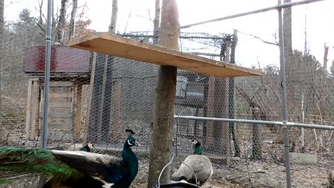 Flock it Farm: Farm update