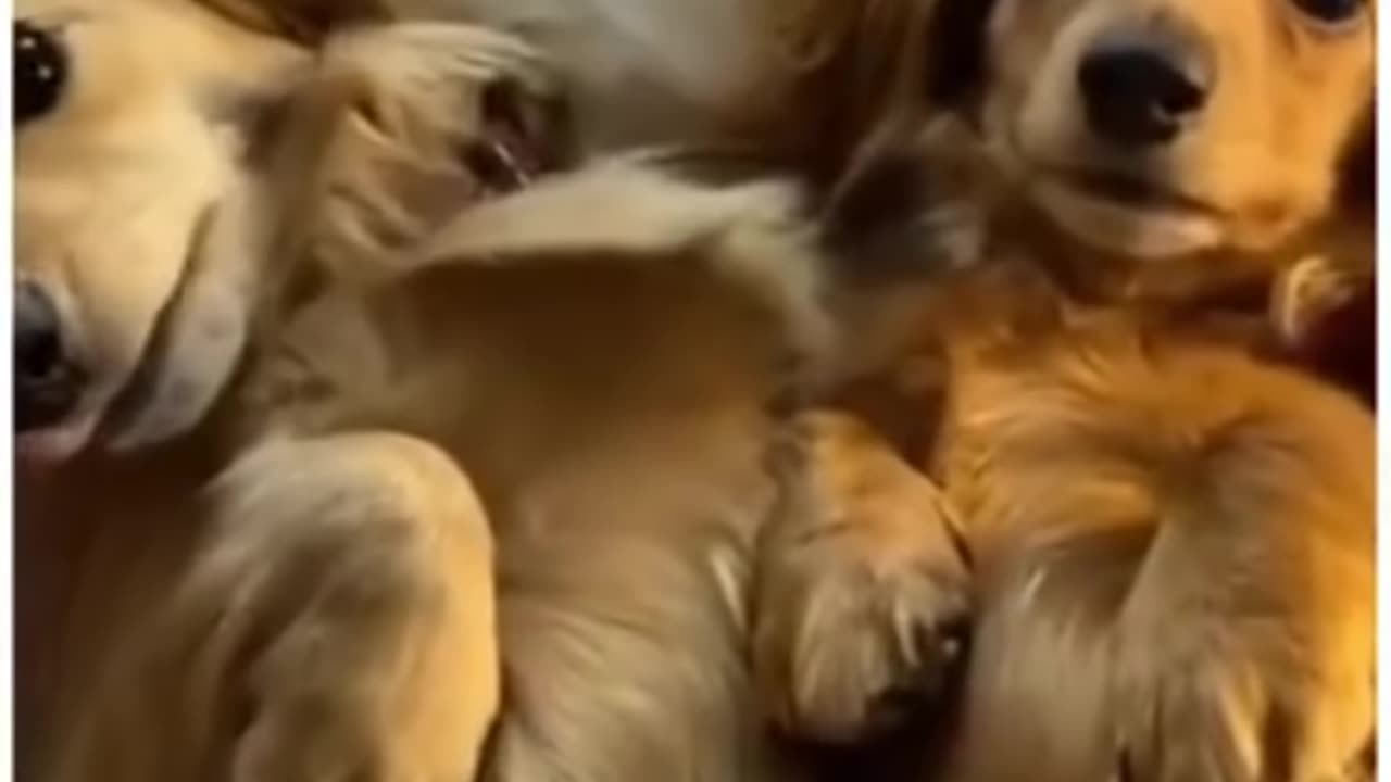 Funny dog video cute dog video