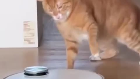 My kind of cat 🤣🤣🤣