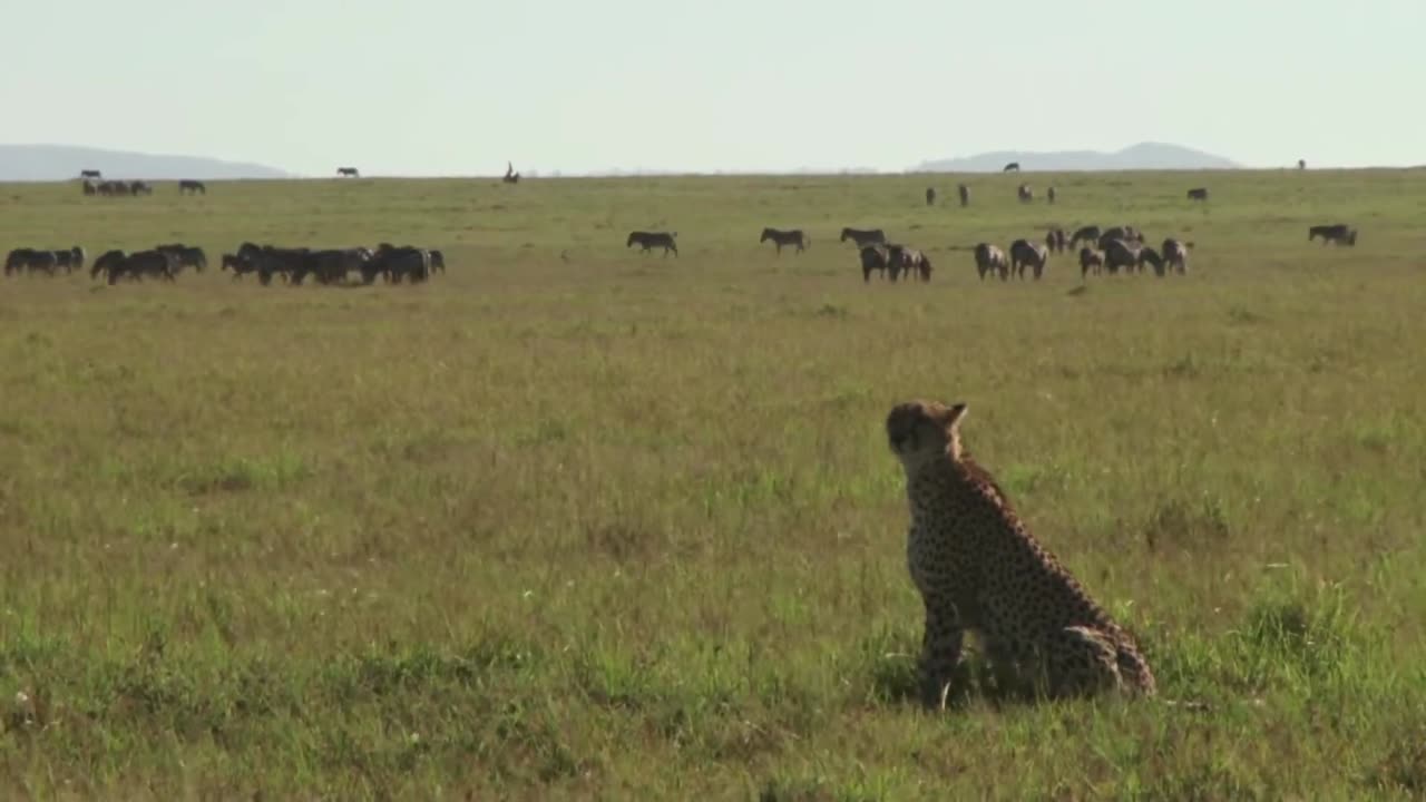 A Cheetah Hunting | Animals |