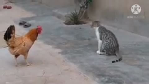 Funny video clips 2023 cats pets animals funny video