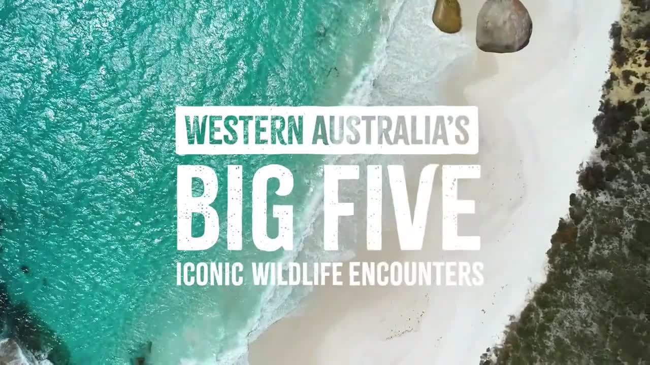 Western Australia's Big Five Iconic Wildlife Encounters