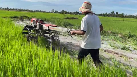 Tractor Plowed Rice Discard