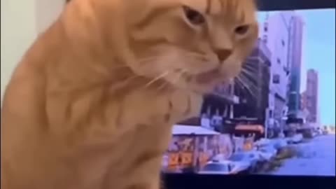 Meow-some Feline Fun: Hilarious Cat Video Guaranteed to Make You Laugh!