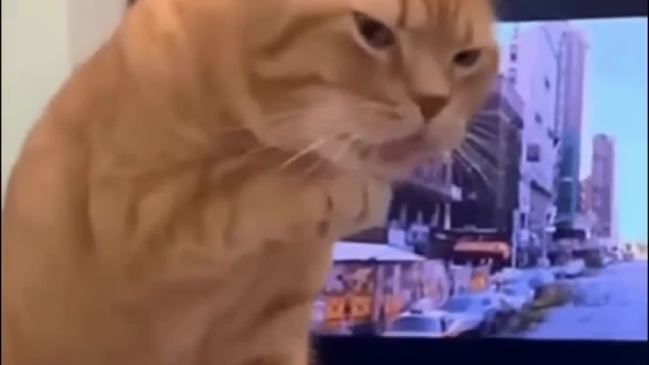 Meow-some Feline Fun: Hilarious Cat Video Guaranteed to Make You Laugh!