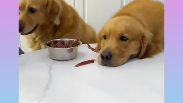 Smart Dog 17