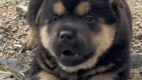 Cute puppy playing😍😍😍