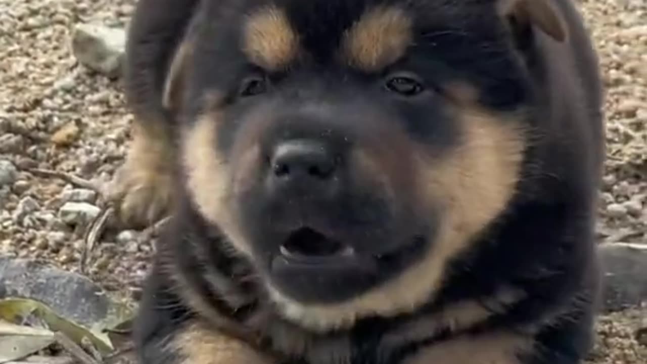 Cute puppy playing๐๐๐