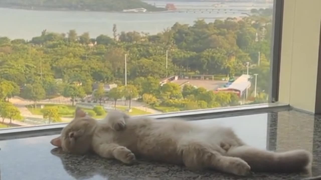 "Napping in Nature's Beauty: My Cat's Serene Slumber on a Perfect Day"