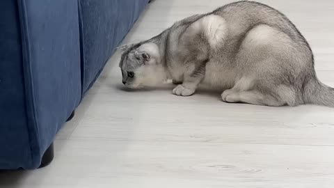 sad cat video